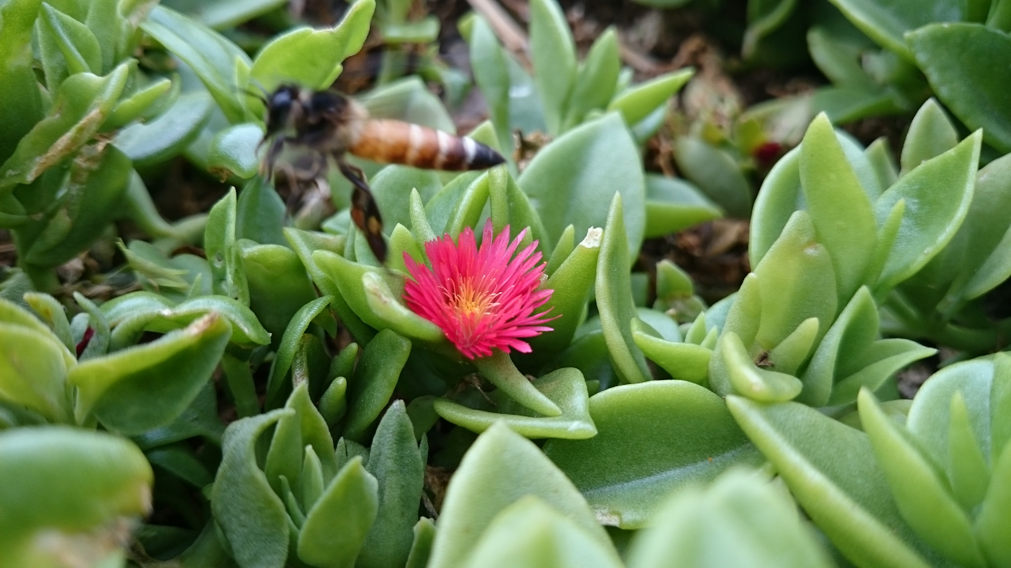 Sony Xperia Z2 sample photo. Photos photography