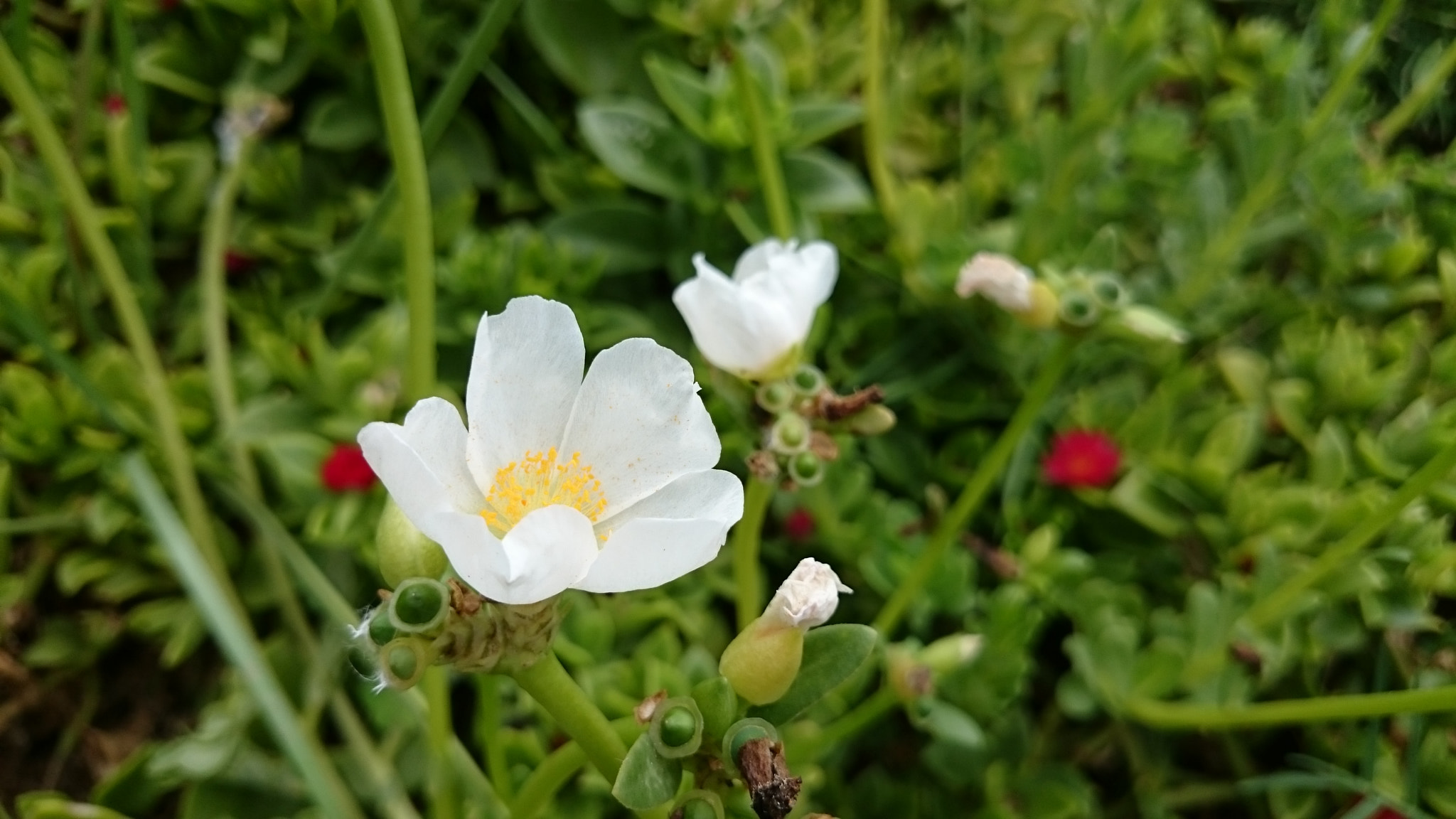Sony Xperia Z2 sample photo. Photos photography