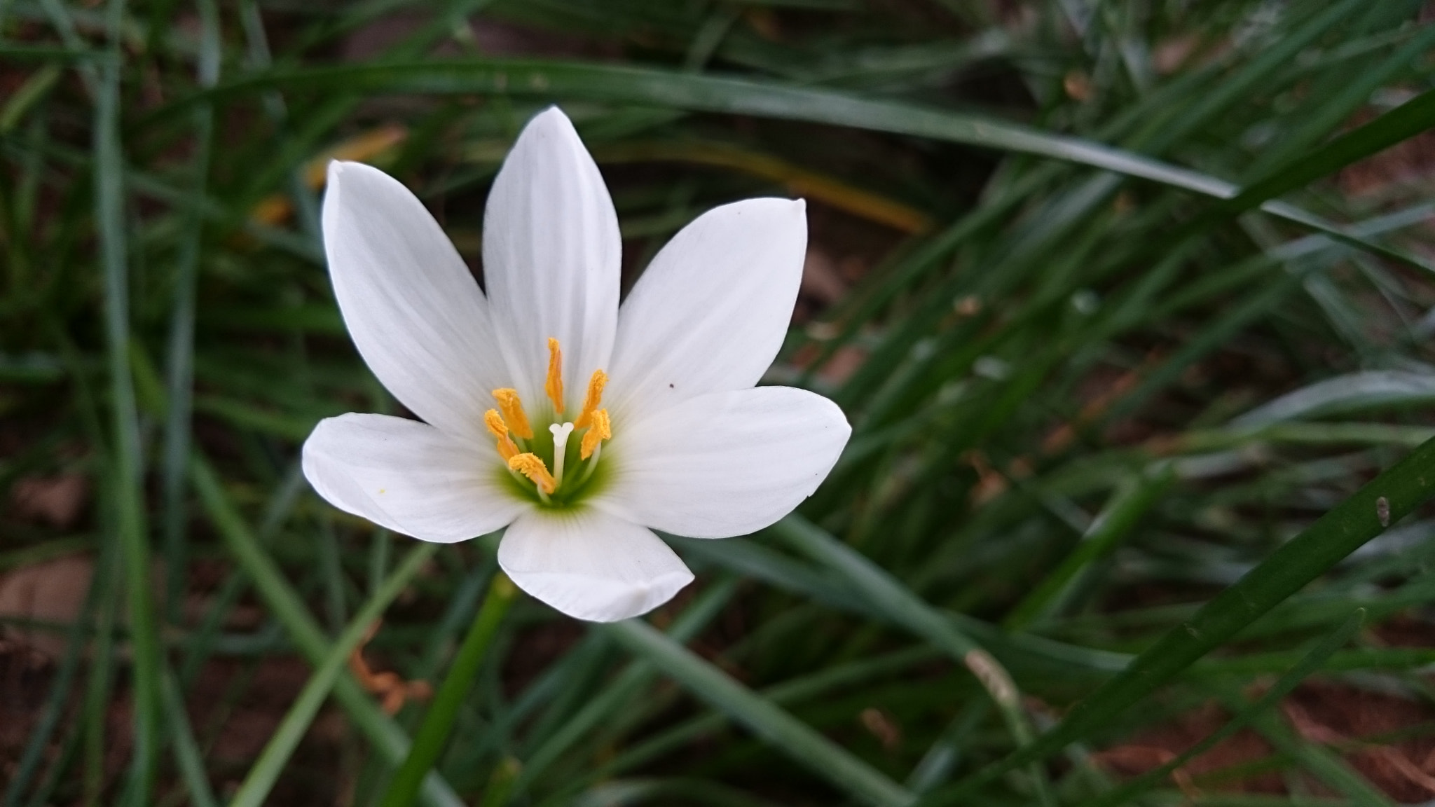 Sony Xperia Z2 sample photo. Photos photography