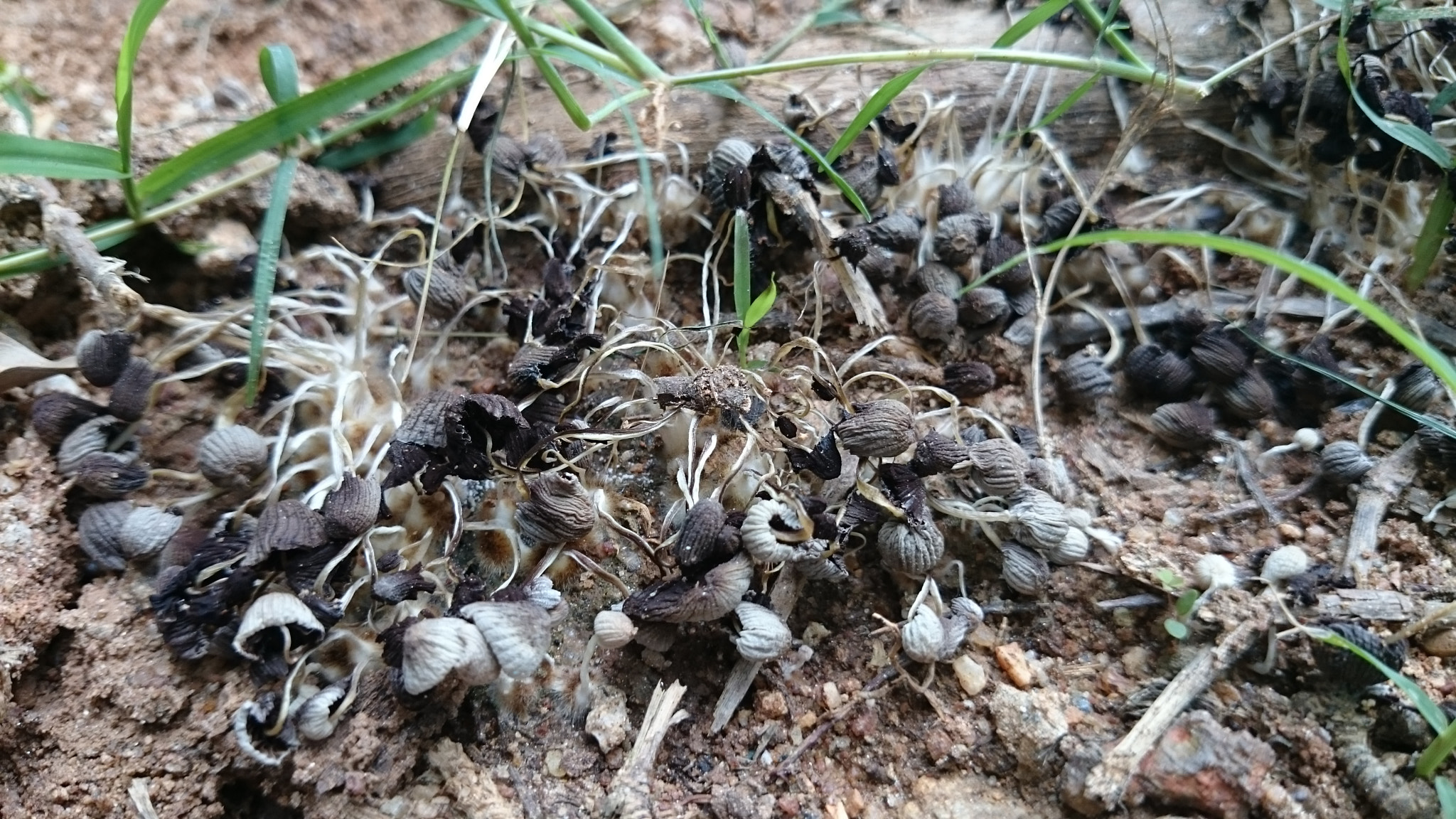 Sony Xperia Z2 sample photo. Photos photography