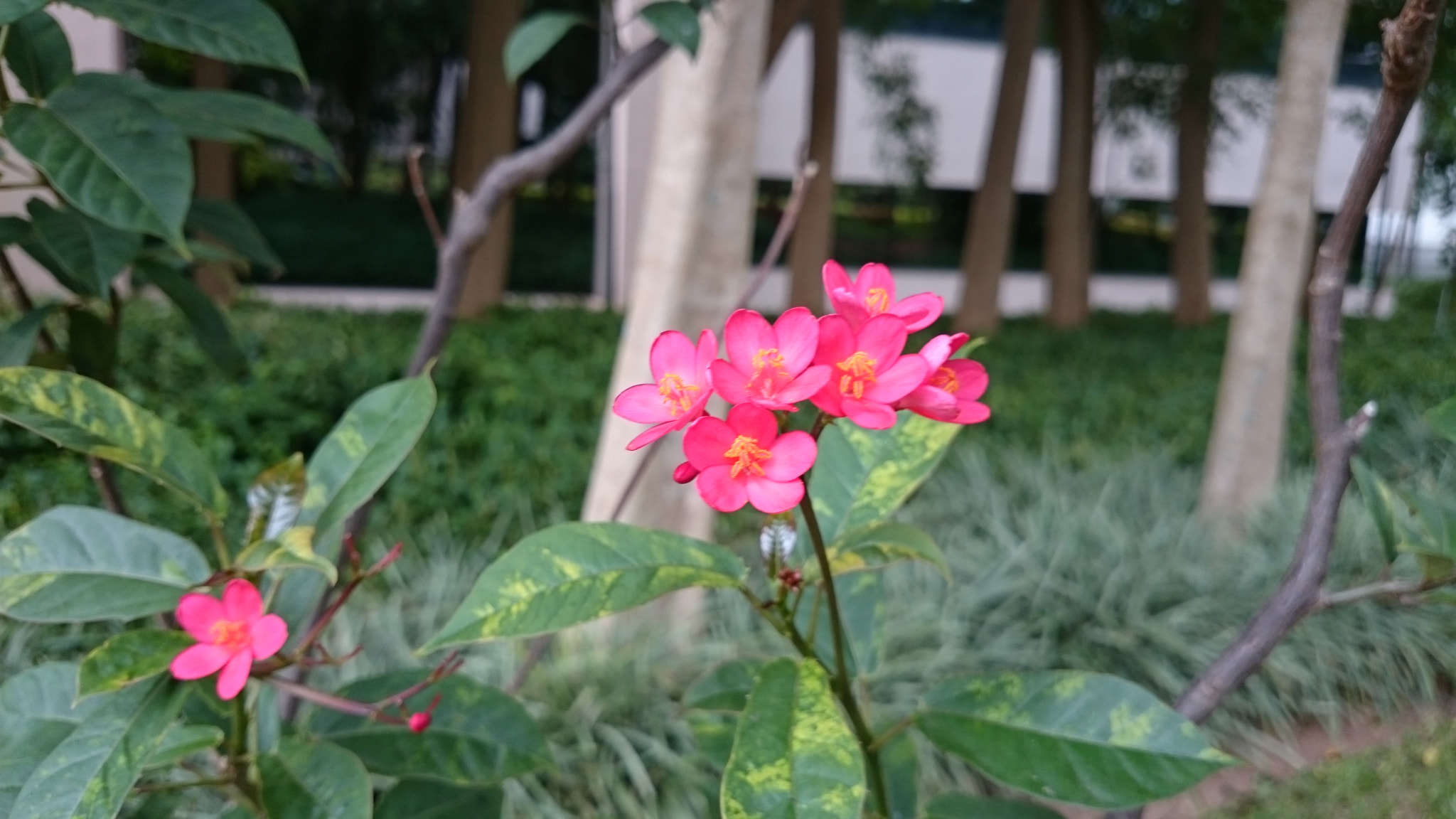 Sony Xperia Z2 sample photo. Photos photography