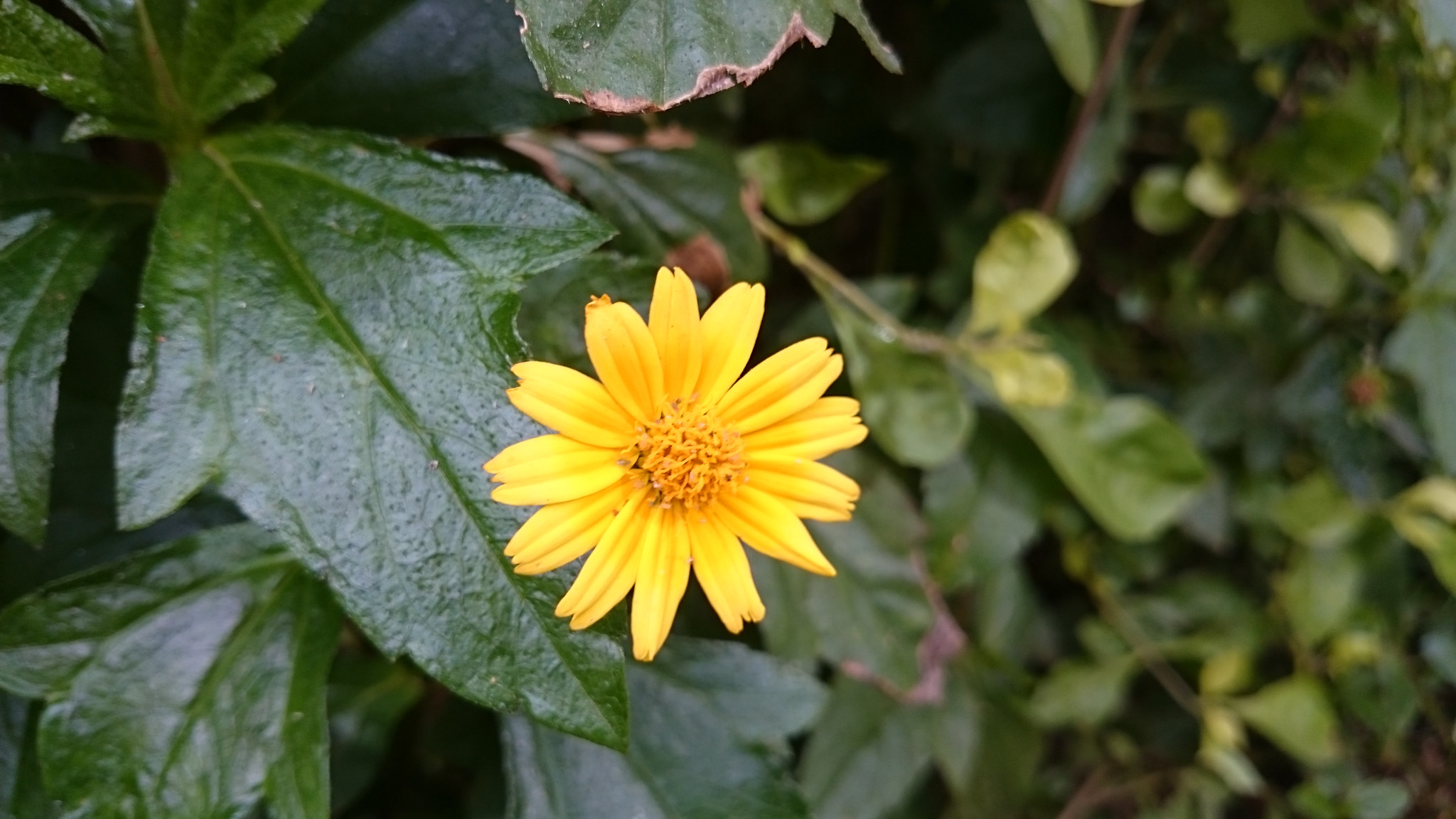 Sony Xperia Z2 sample photo. Photos photography