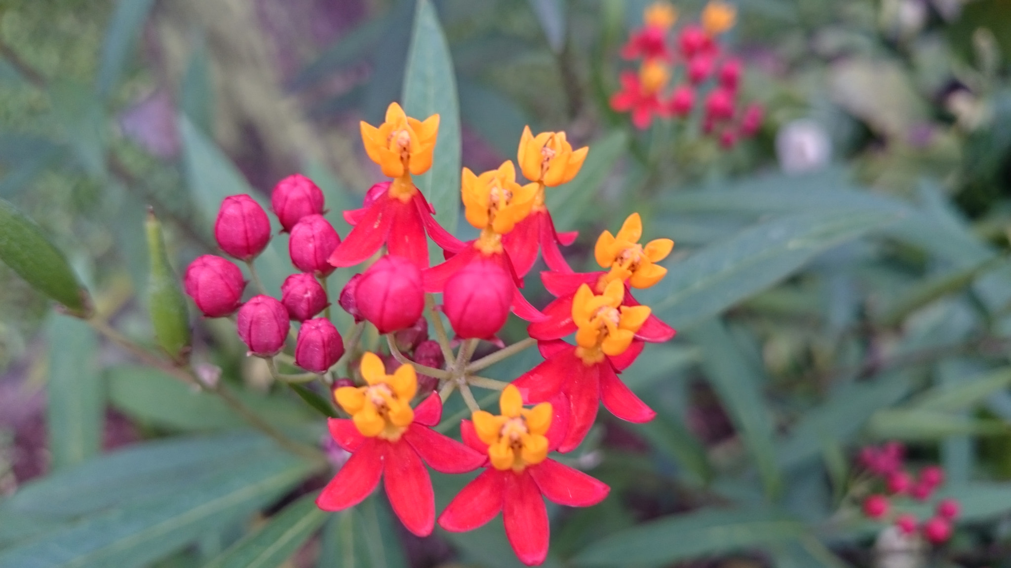 Sony Xperia Z2 sample photo. Photos photography