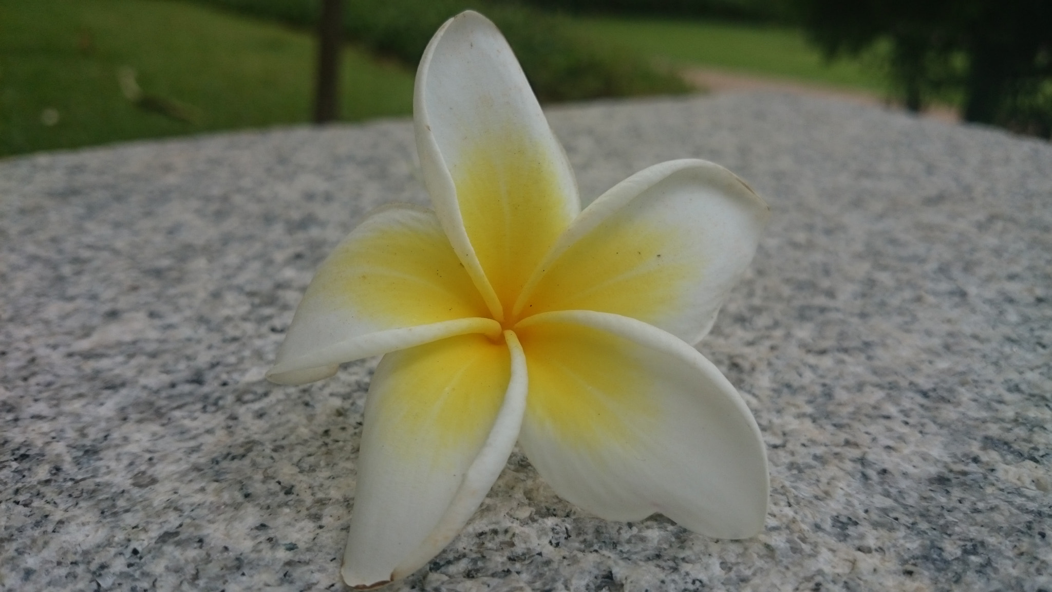 Sony Xperia Z2 sample photo. Photos photography