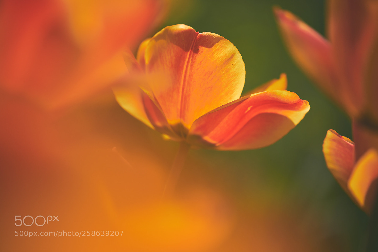 Fujifilm X-H1 sample photo. Tulip photography