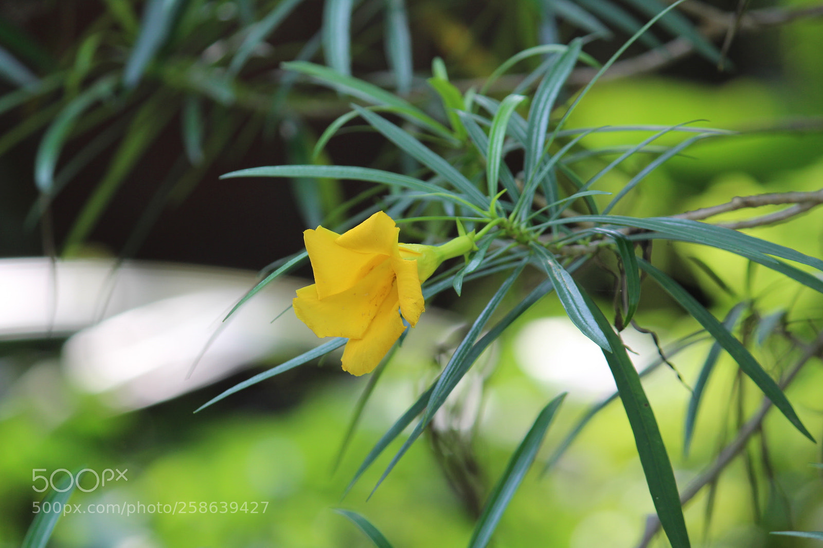 Canon EF-S 55-250mm F4-5.6 IS II sample photo. Nature picture photography