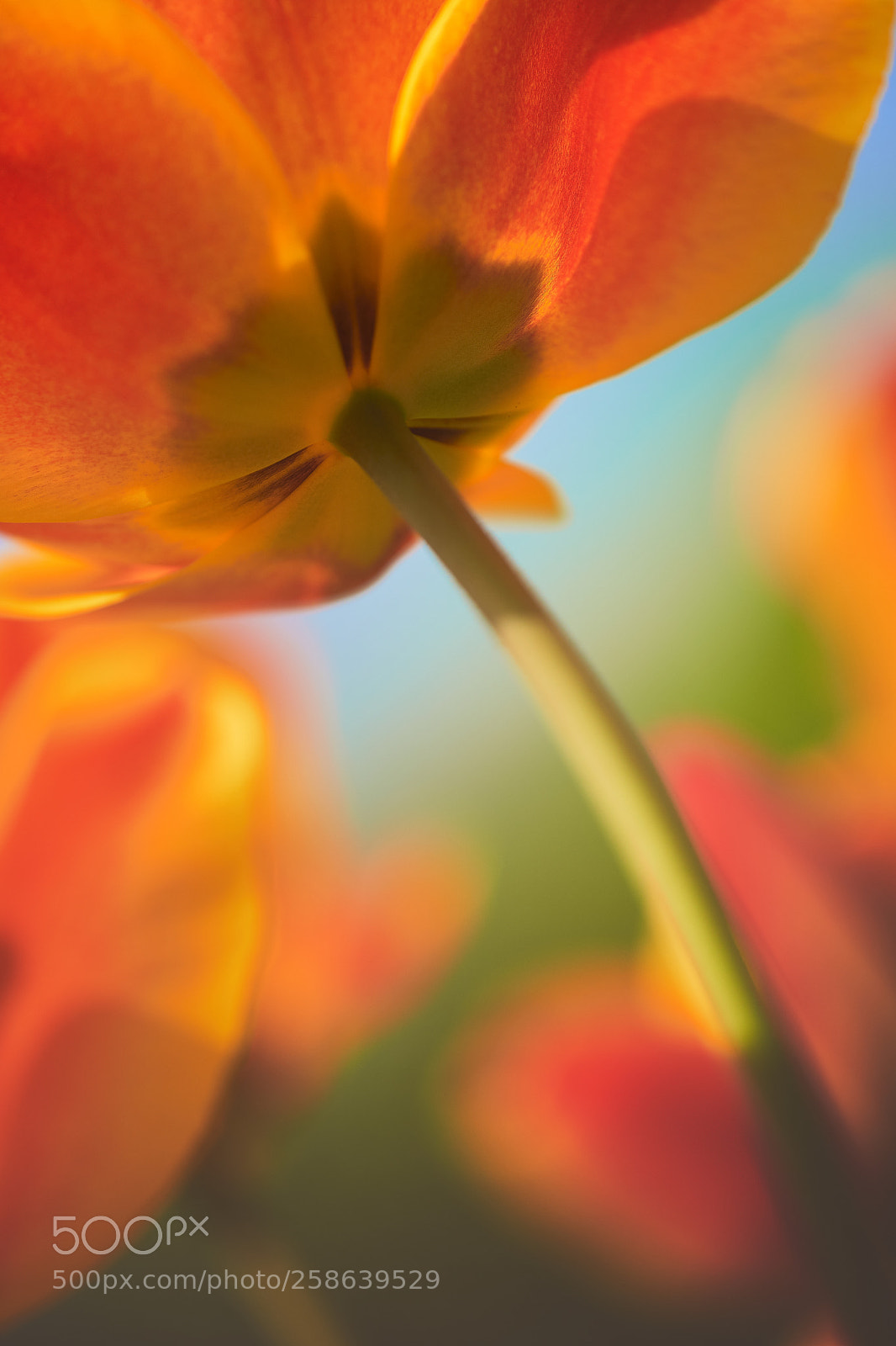 Fujifilm X-H1 sample photo. Tulip photography