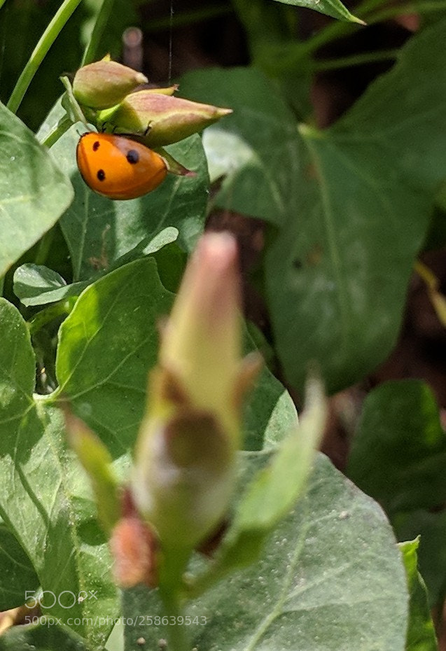 Google Pixel 2 XL sample photo. Untitled photography