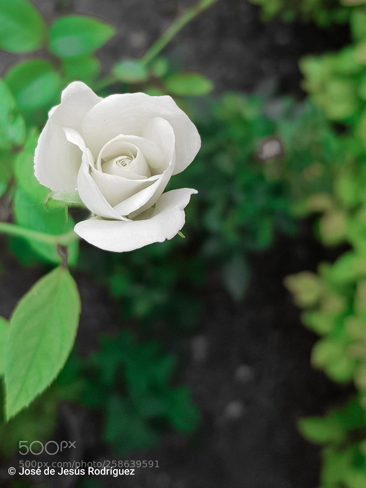 Samsung Galaxy S8 sample photo. White rose photography
