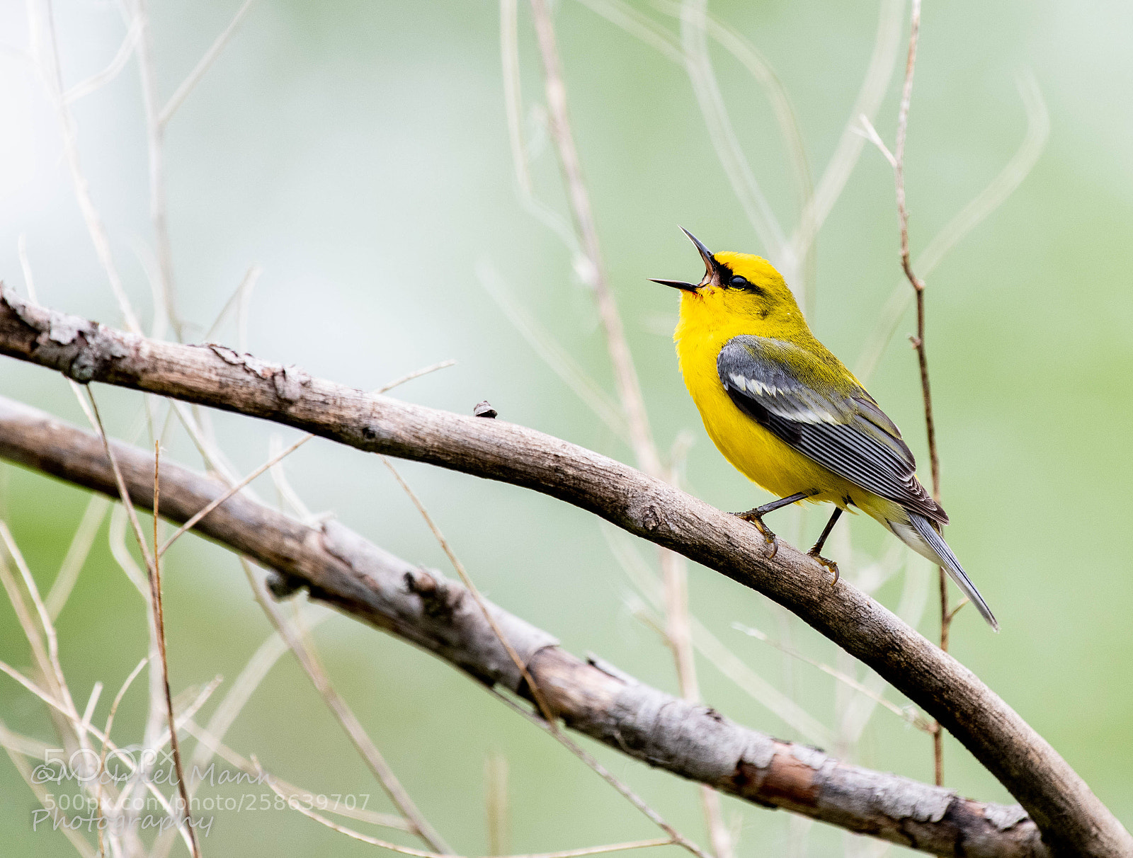 Nikon D850 sample photo. Blue-winged warbler photography