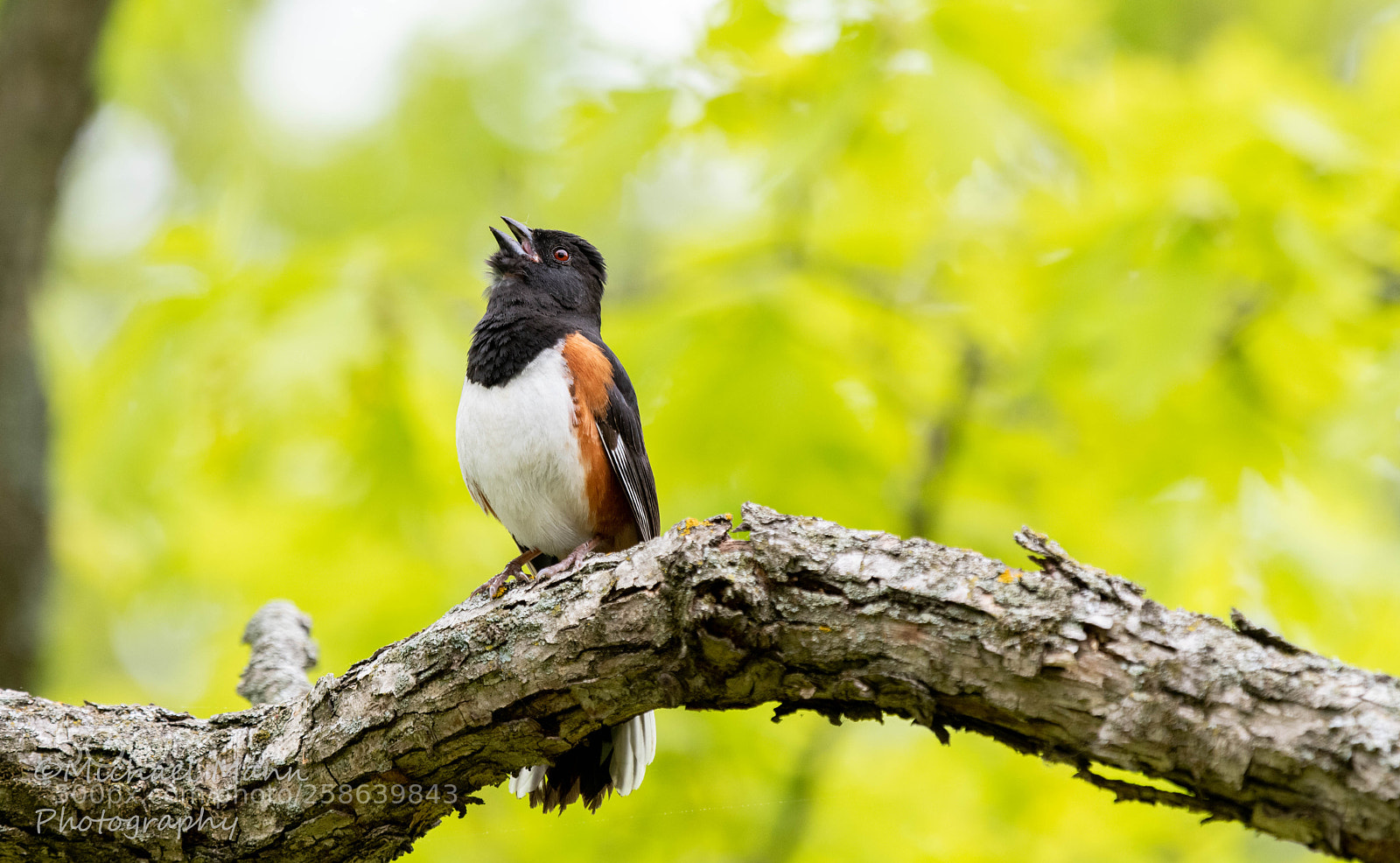 Nikon D850 sample photo. Easterntowhee photography