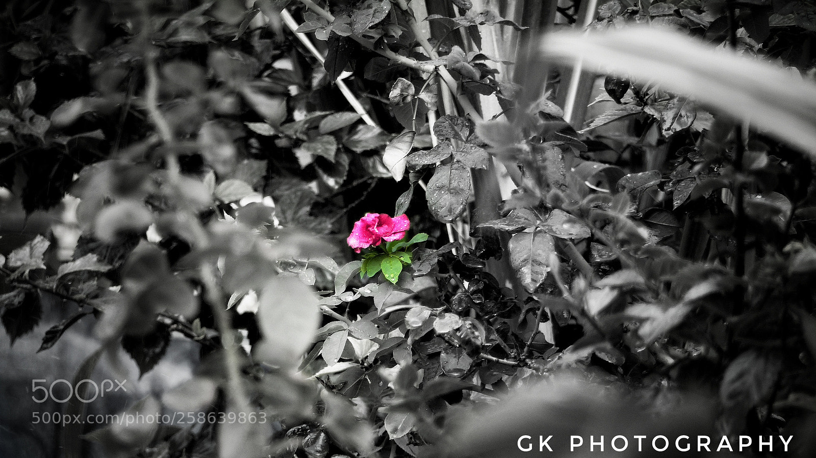 Panasonic Lumix DMC-FZ200 sample photo. Rose photography