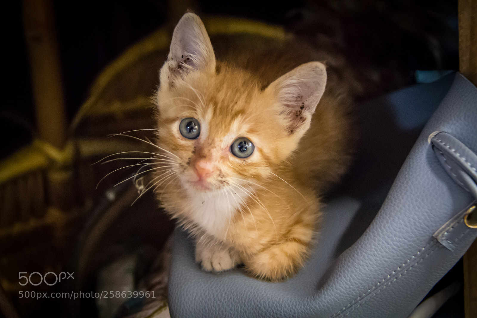 Canon EOS 60D sample photo. Cats 黄猫 photography