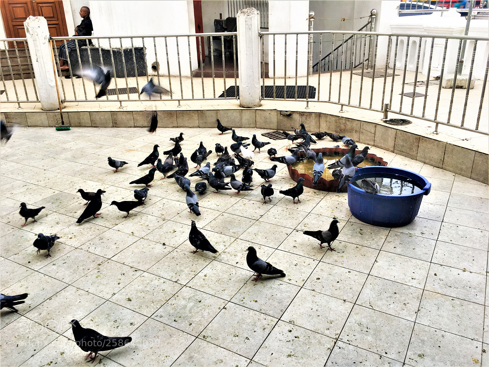 Apple iPhone 6s sample photo. Pigeons photography