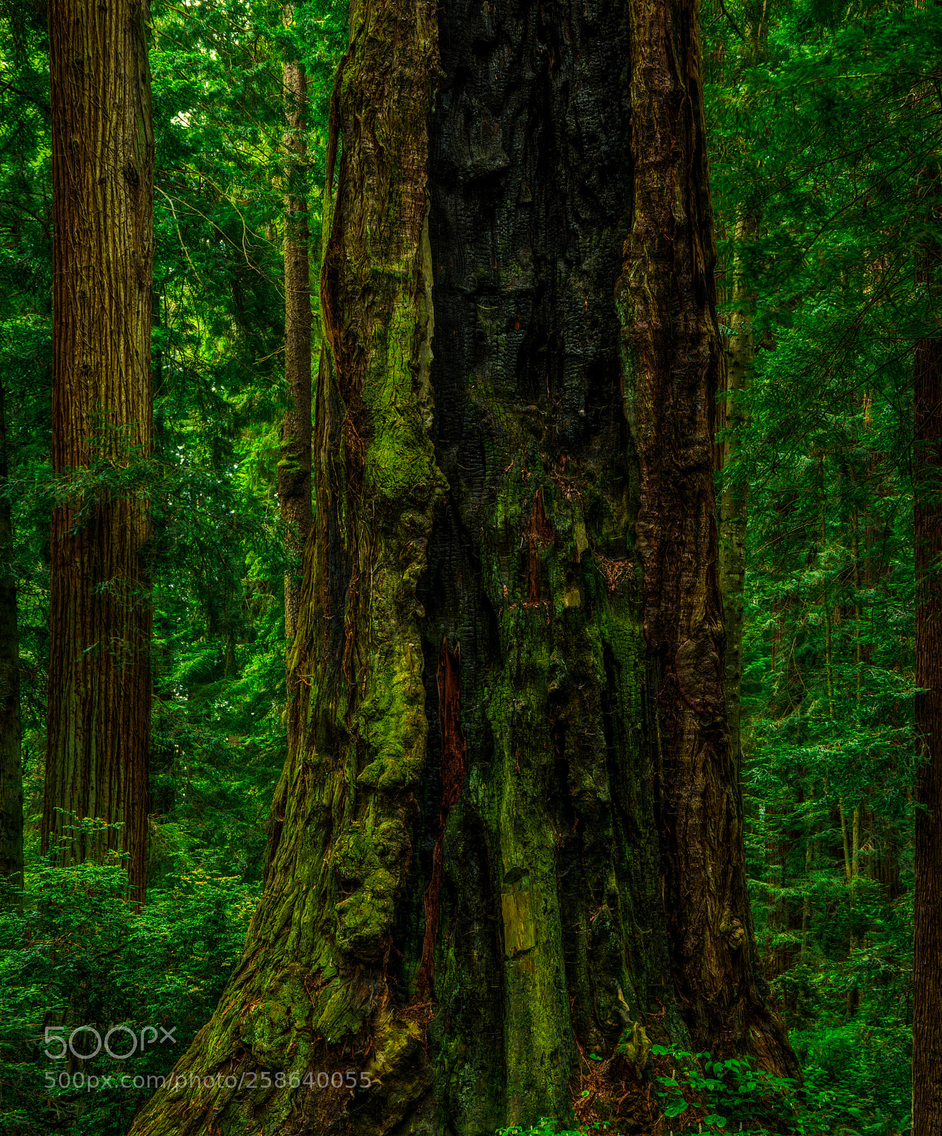 Pentax K-3 II sample photo. Sequoia park photography