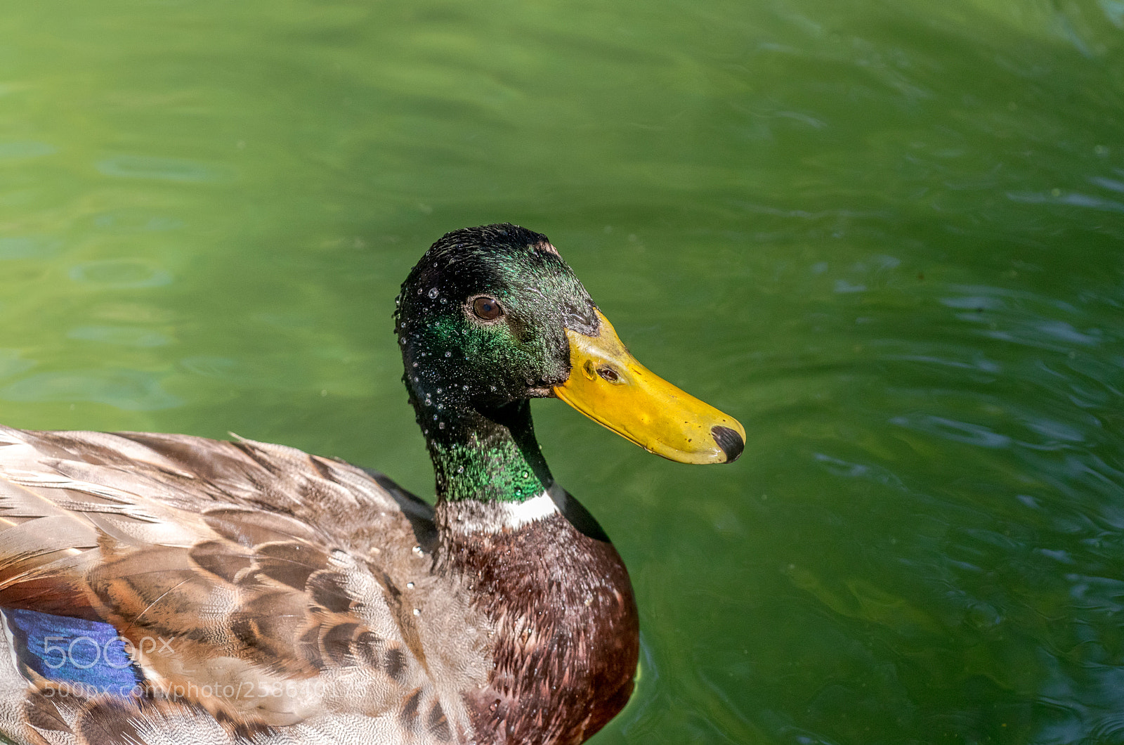 Canon EOS 80D sample photo. Pretty duckling photography