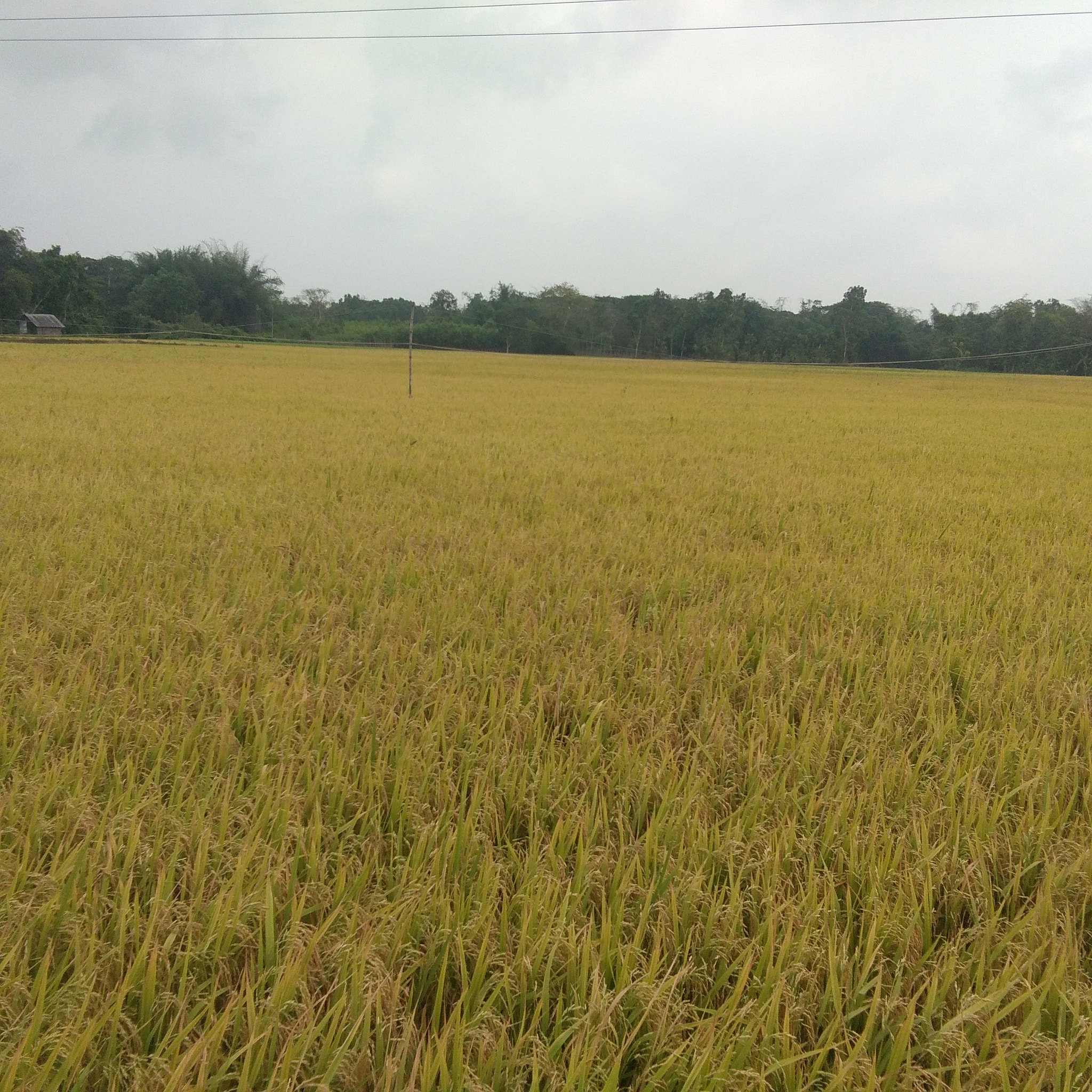 vivo Y53 sample photo. Dhan chas kora kichu fhoto photography