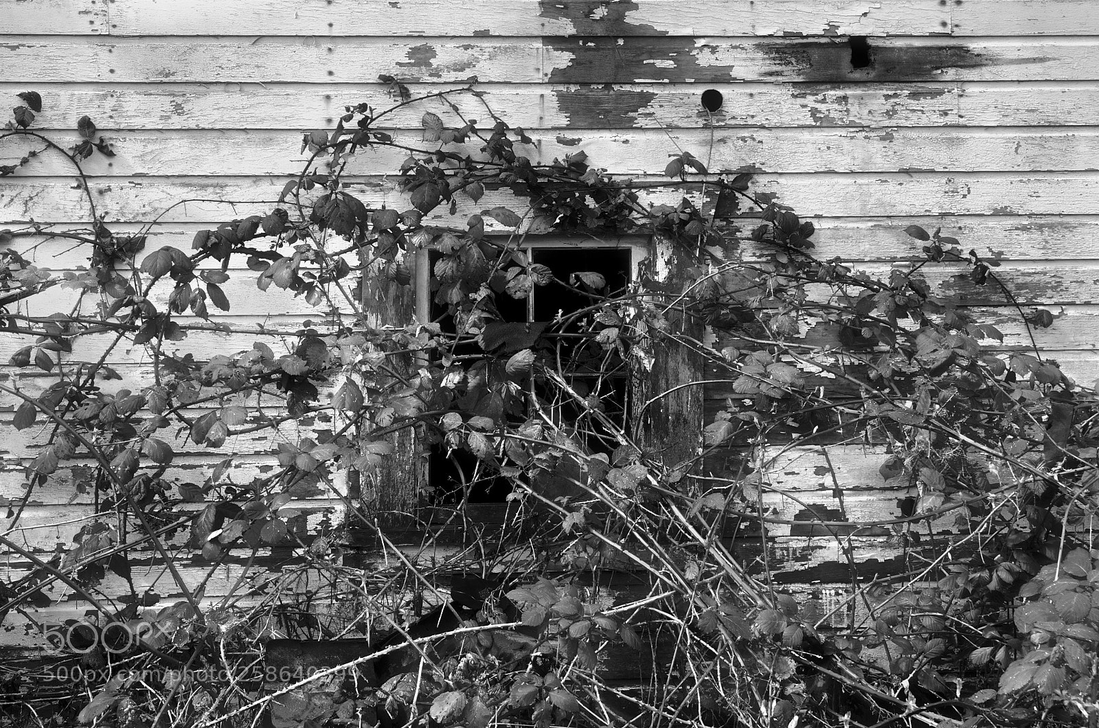 Nikon D300 sample photo. Love the tango photography