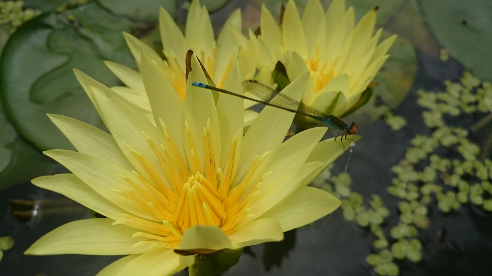 Sony Xperia Z2 sample photo. Photos photography