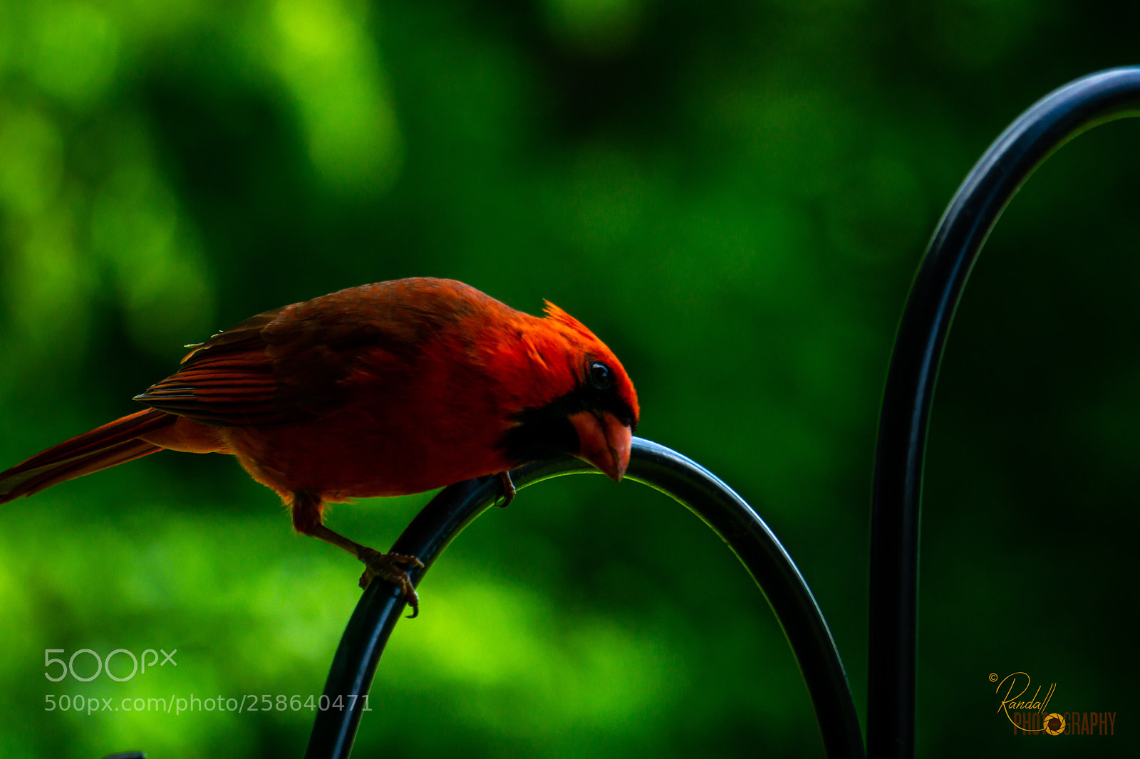 Sony a6000 sample photo. Cardinal look photography