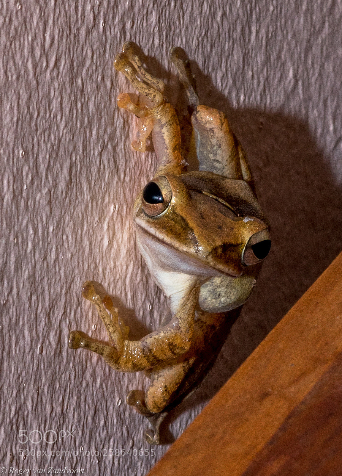 Pentax K-1 sample photo. Curious golden tree frog photography