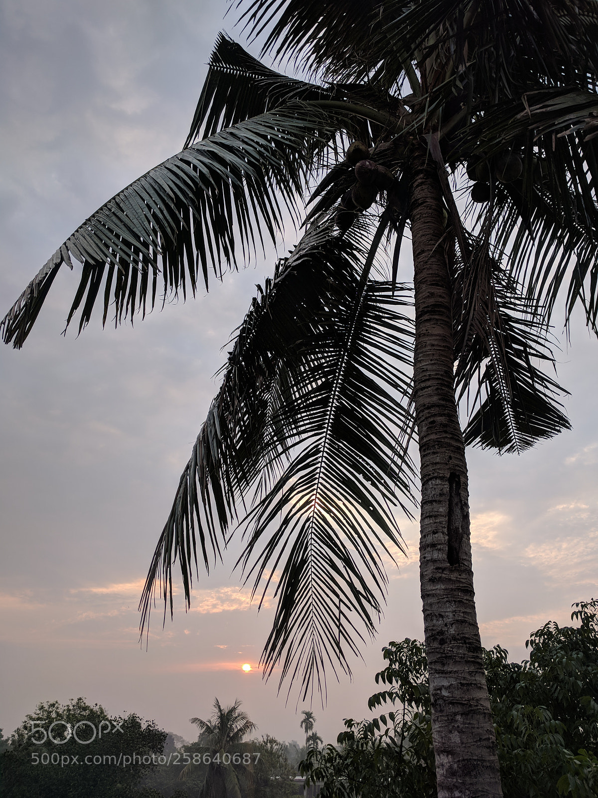LG Nexus 5X sample photo. Early morning photography