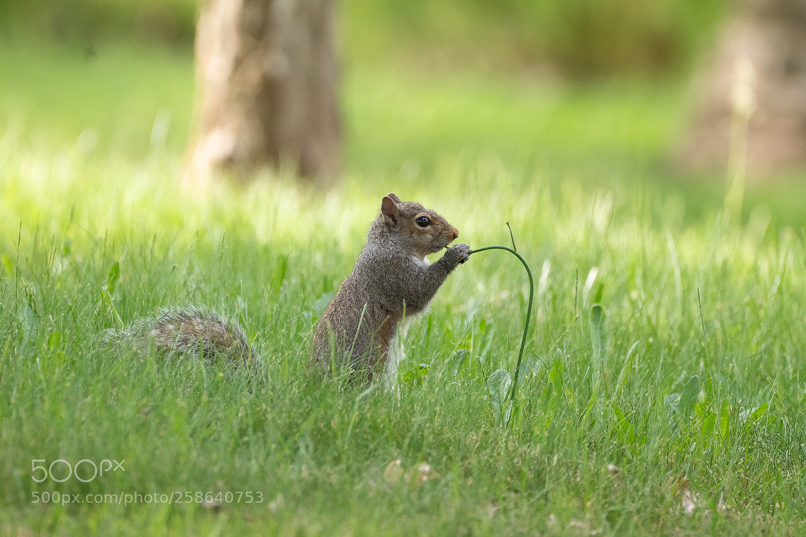 Sony a7R III sample photo. Squirrel photography