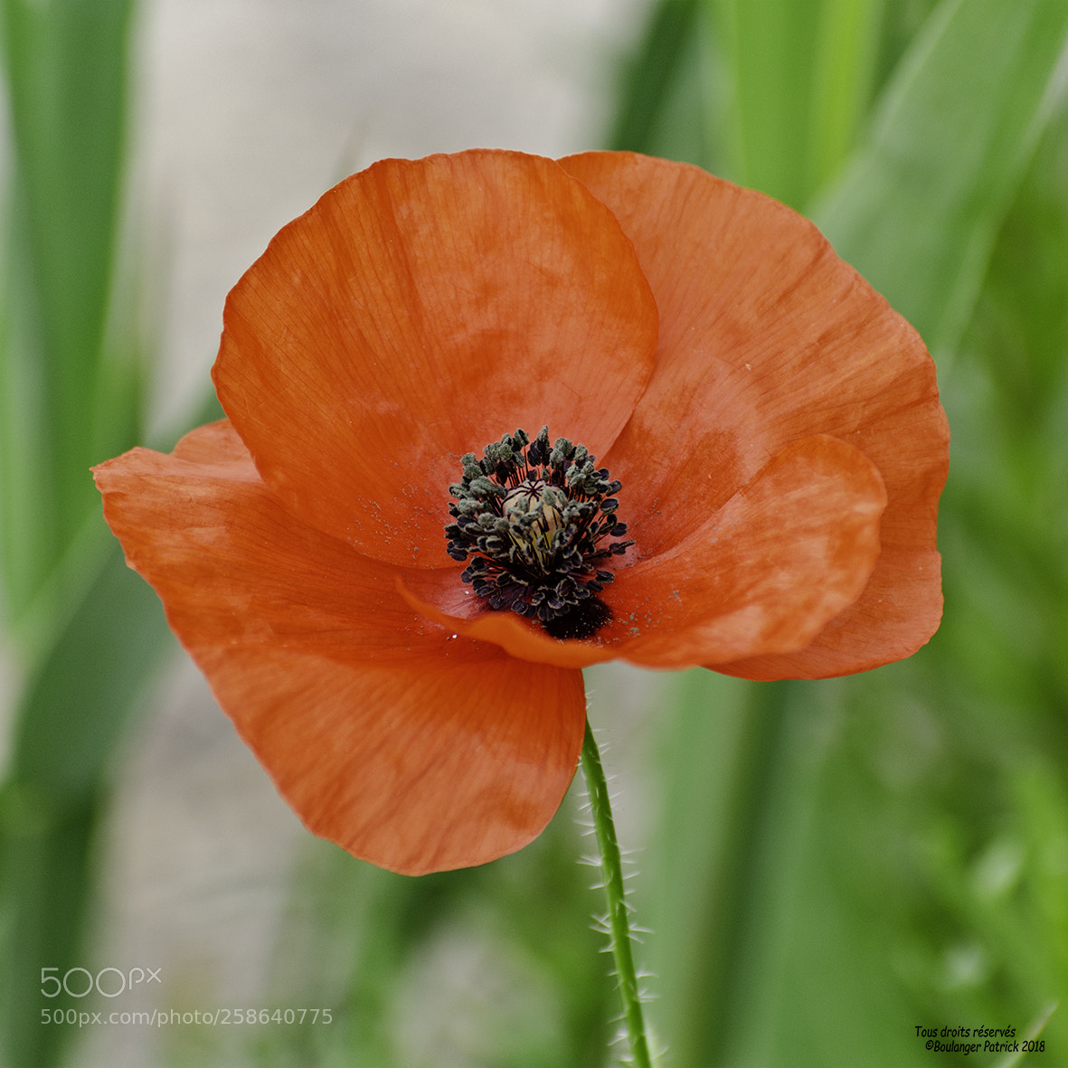 Nikon D7000 sample photo. Coquelicot photography