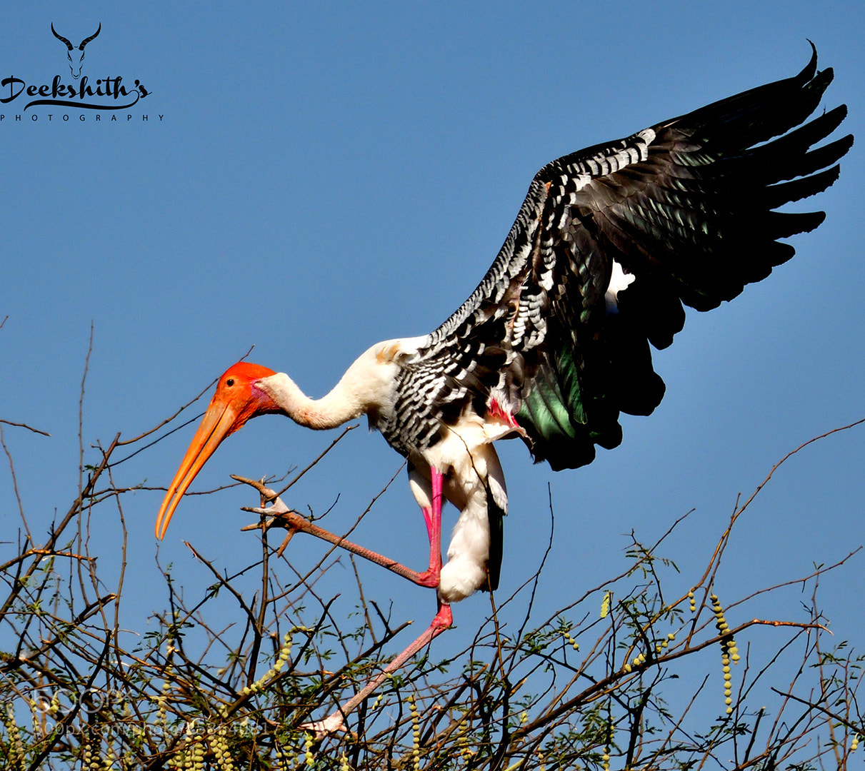 Nikon D500 sample photo. Painted stork photography