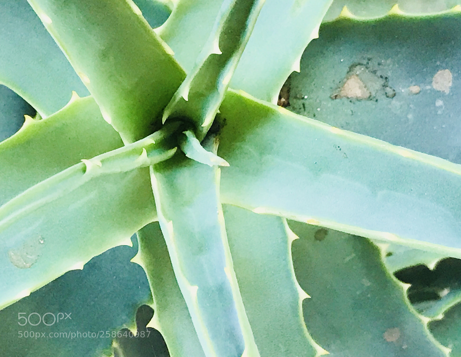 Apple iPhone 7 sample photo. Aloe vera photography