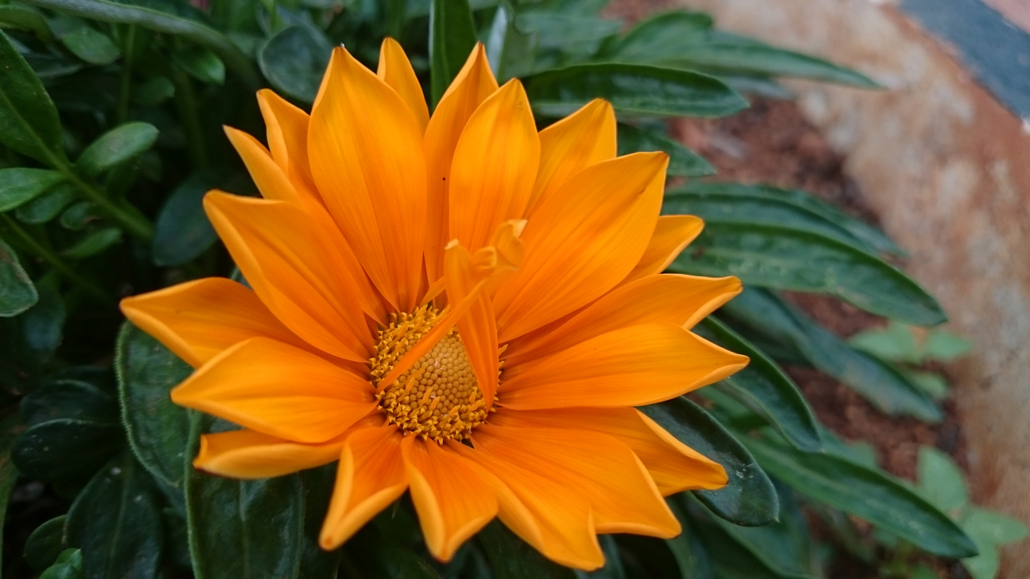 Sony Xperia Z2 sample photo. Flowers photography