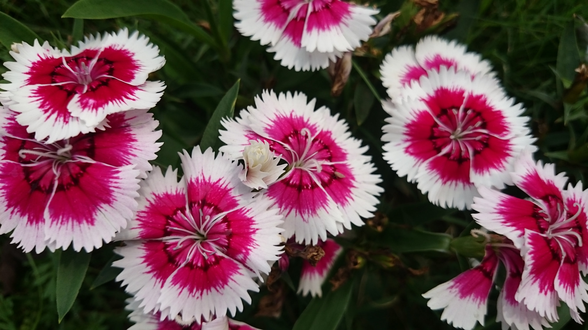 Sony Xperia Z2 sample photo. Flowers photography