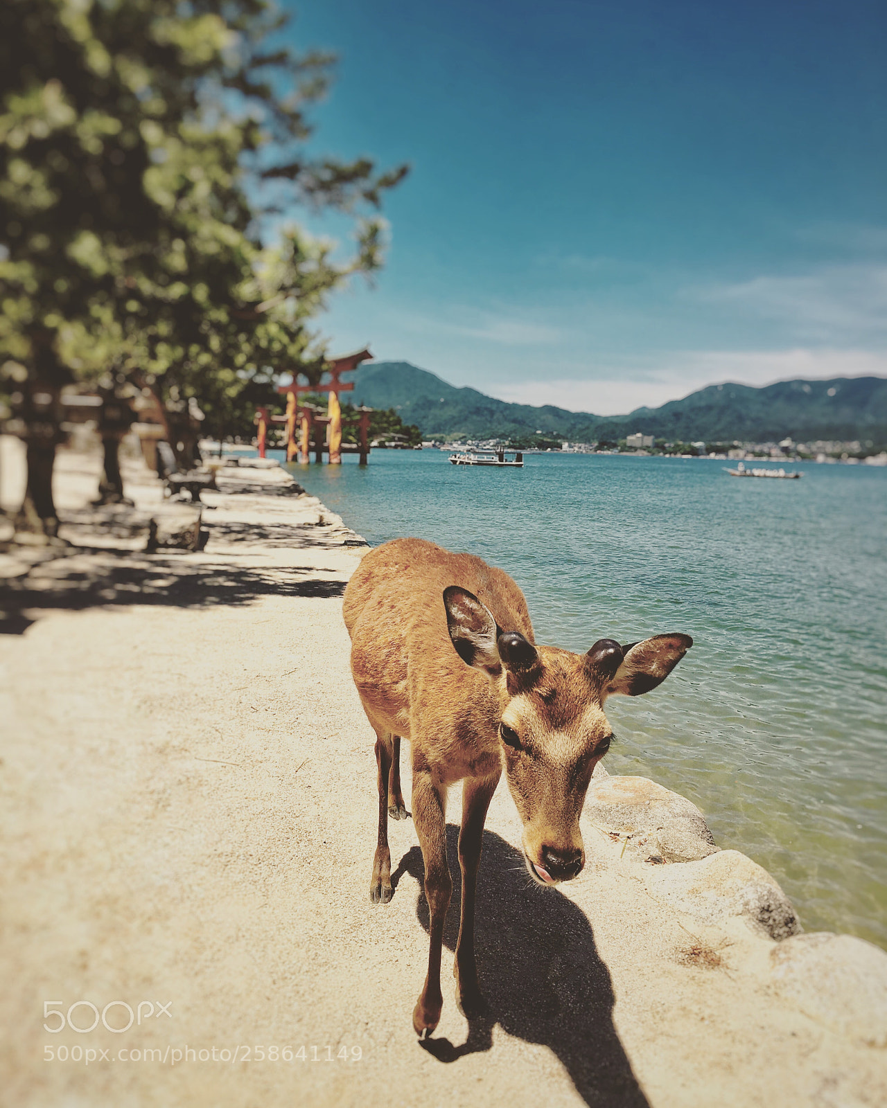 Apple iPhone 6s Plus sample photo. いつくしまじんじゃ。deer photography