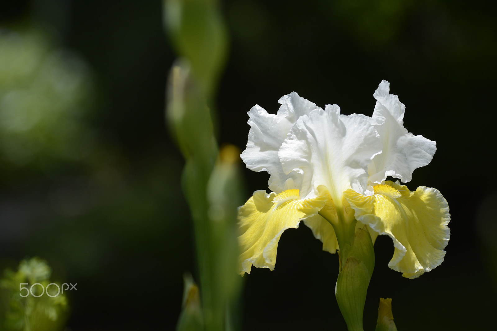 Nikon D7100 sample photo. Iris yellow and white photography