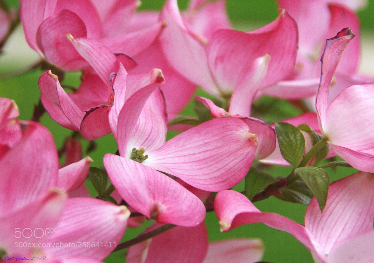 Canon EOS 7D sample photo. Pink dogwood photography