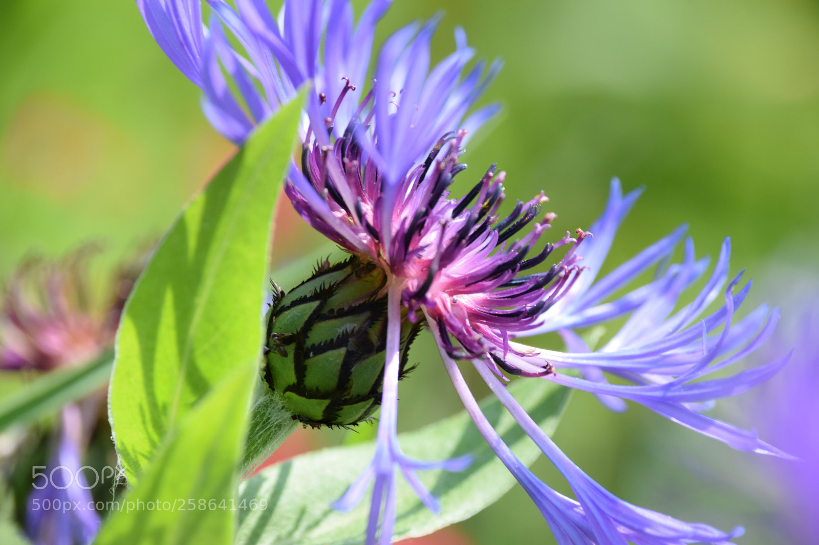 Nikon D5300 sample photo. Dsc photography