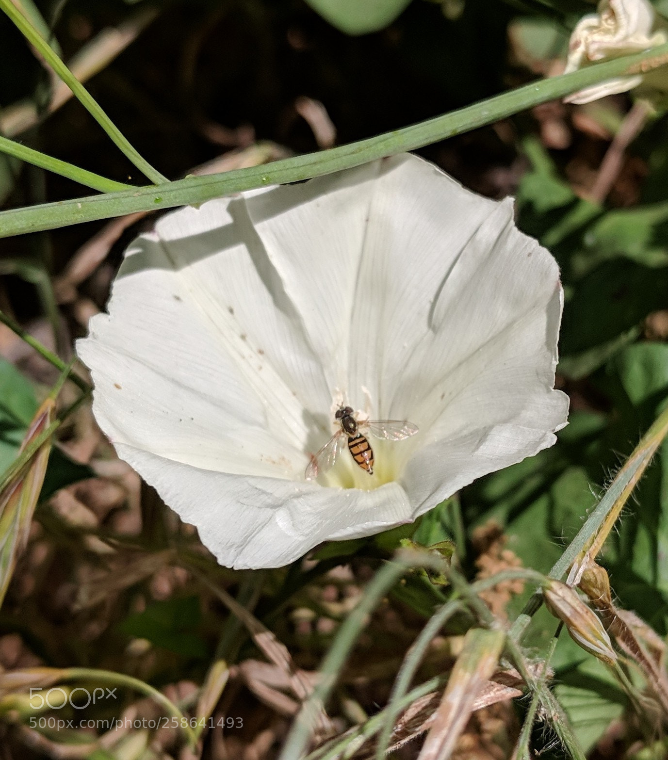 Google Pixel 2 XL sample photo. Untitled photography