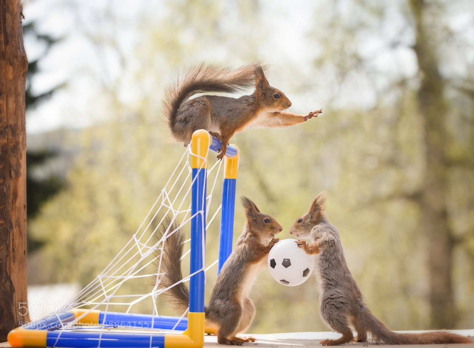 Nikon D810 sample photo. Three red squirrels with photography