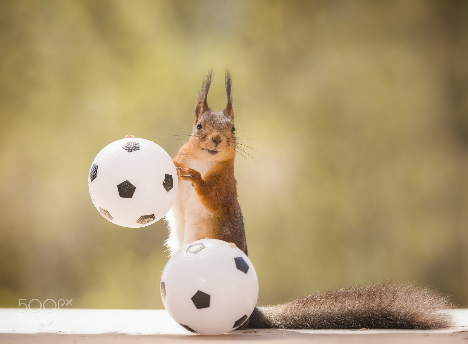 Nikon D810 sample photo. Red squirrel is holding photography