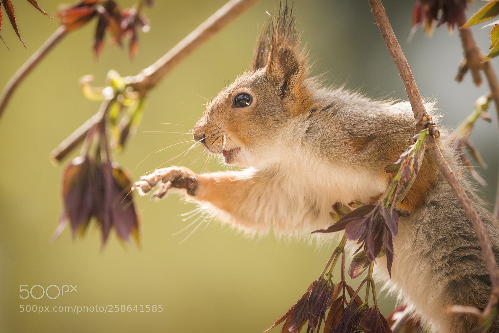 Nikon D810 sample photo. Red squirrel stand on photography