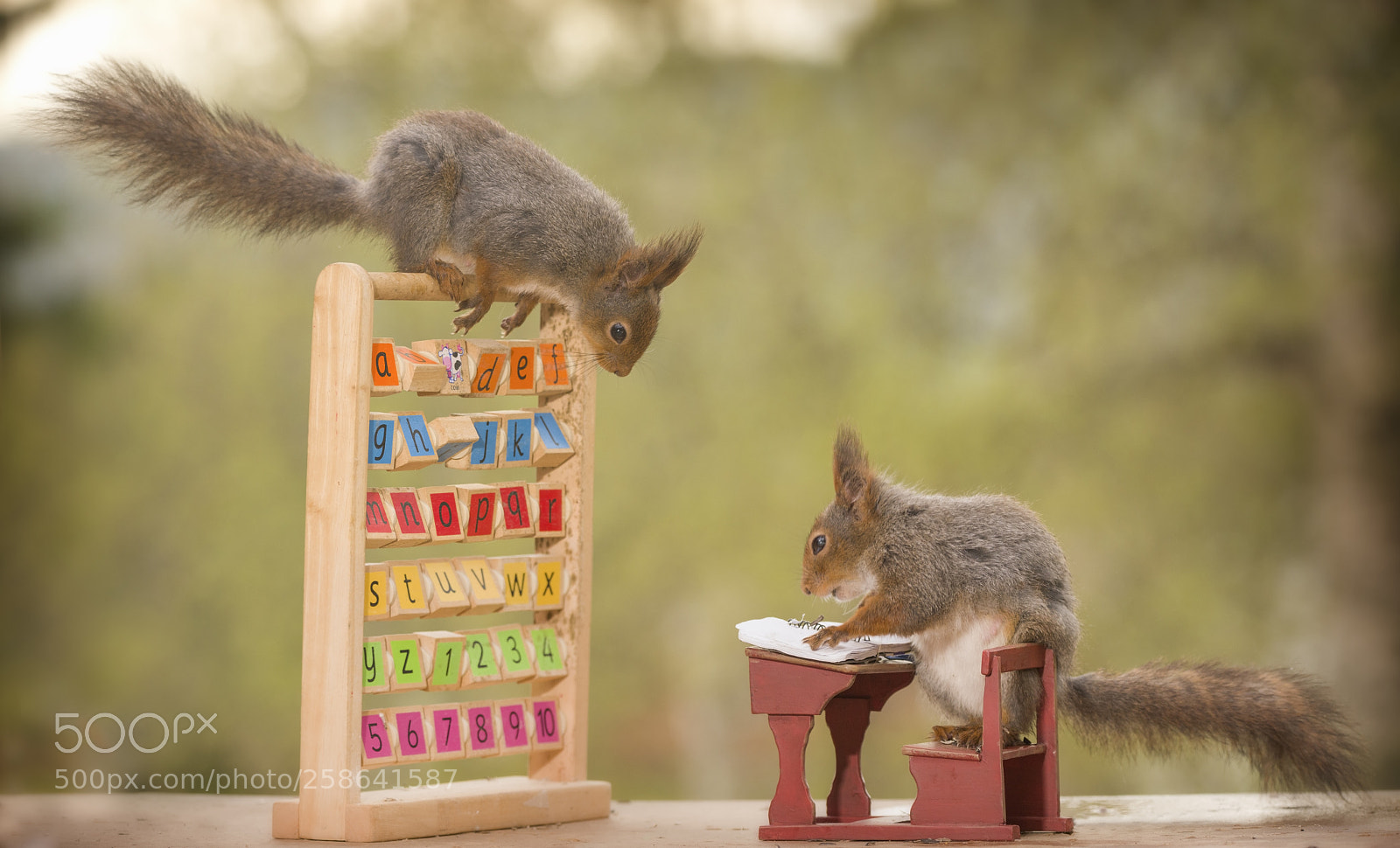 Nikon D810 sample photo. Red squirrels in a photography