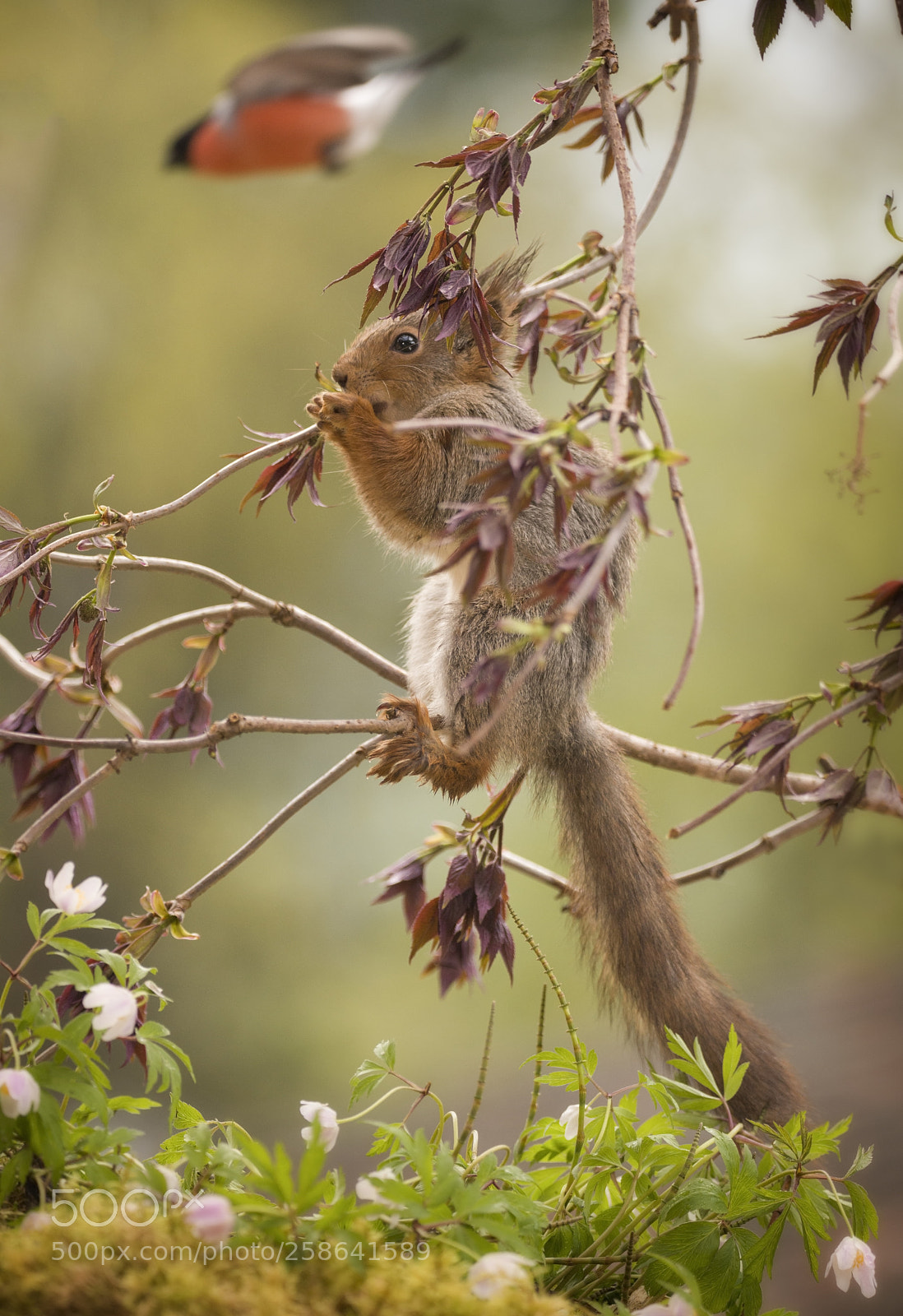 Nikon D810 sample photo. Red squirrel is standing photography