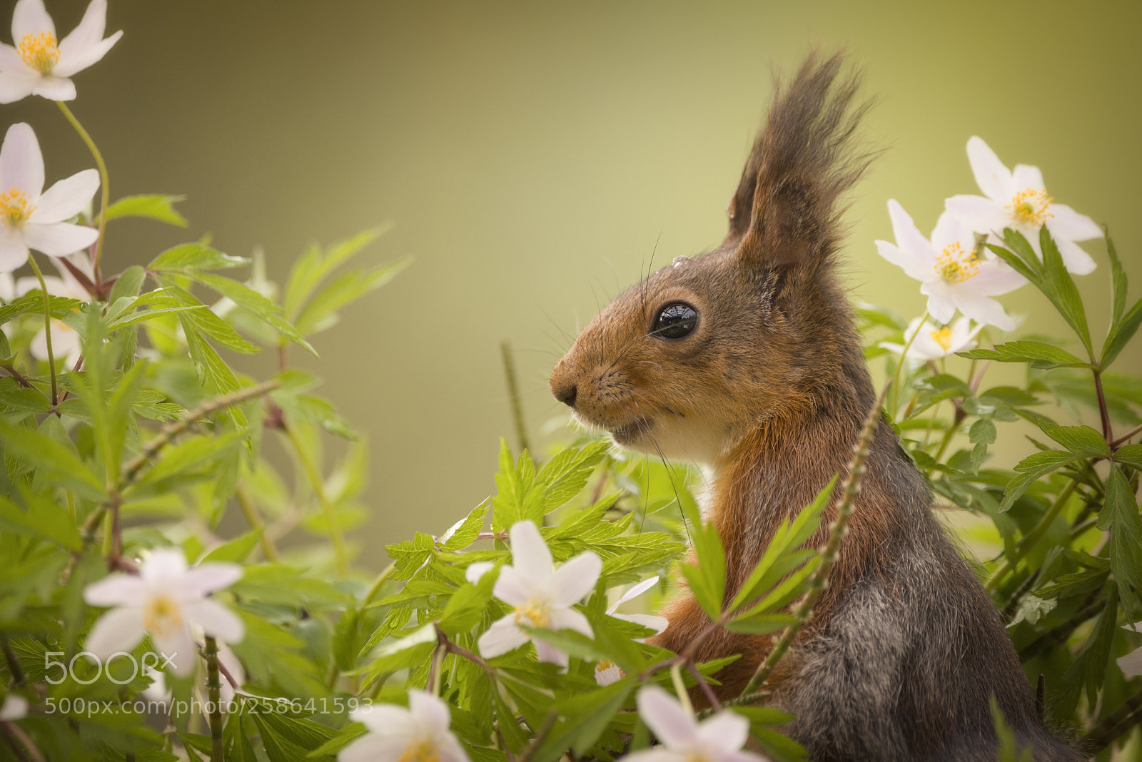 Nikon D810 sample photo. Red squirrel is standing photography