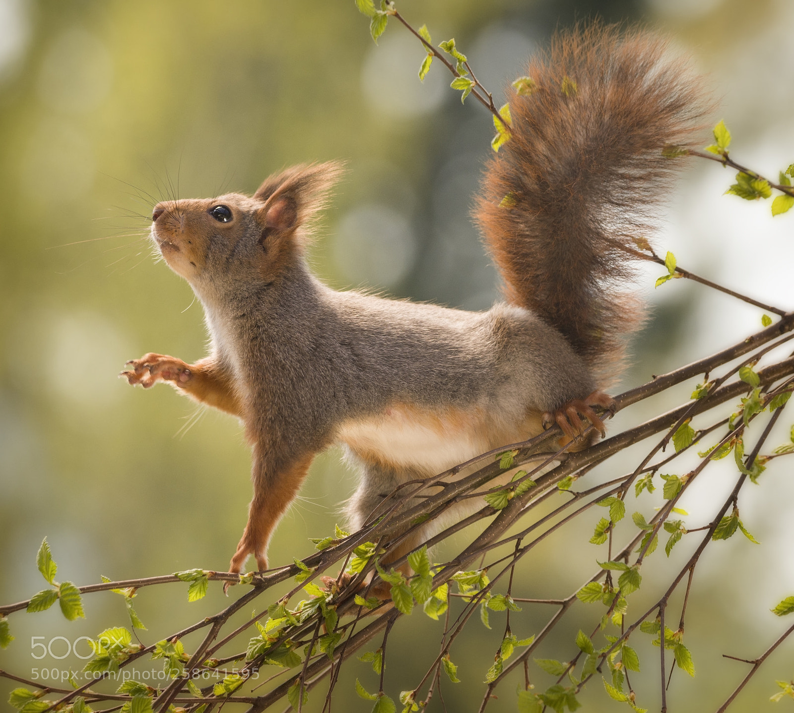 Nikon D810 sample photo. Red squirrel stand and photography