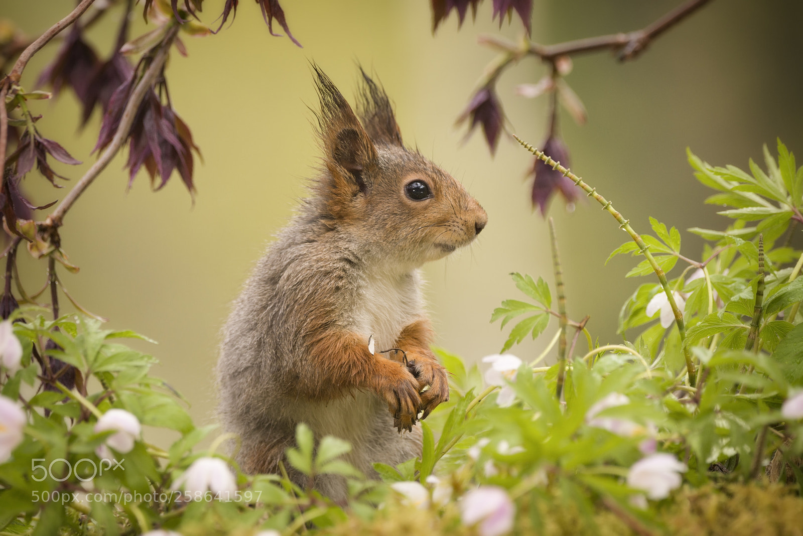 Nikon D810 sample photo. Squirrel standing between wood photography