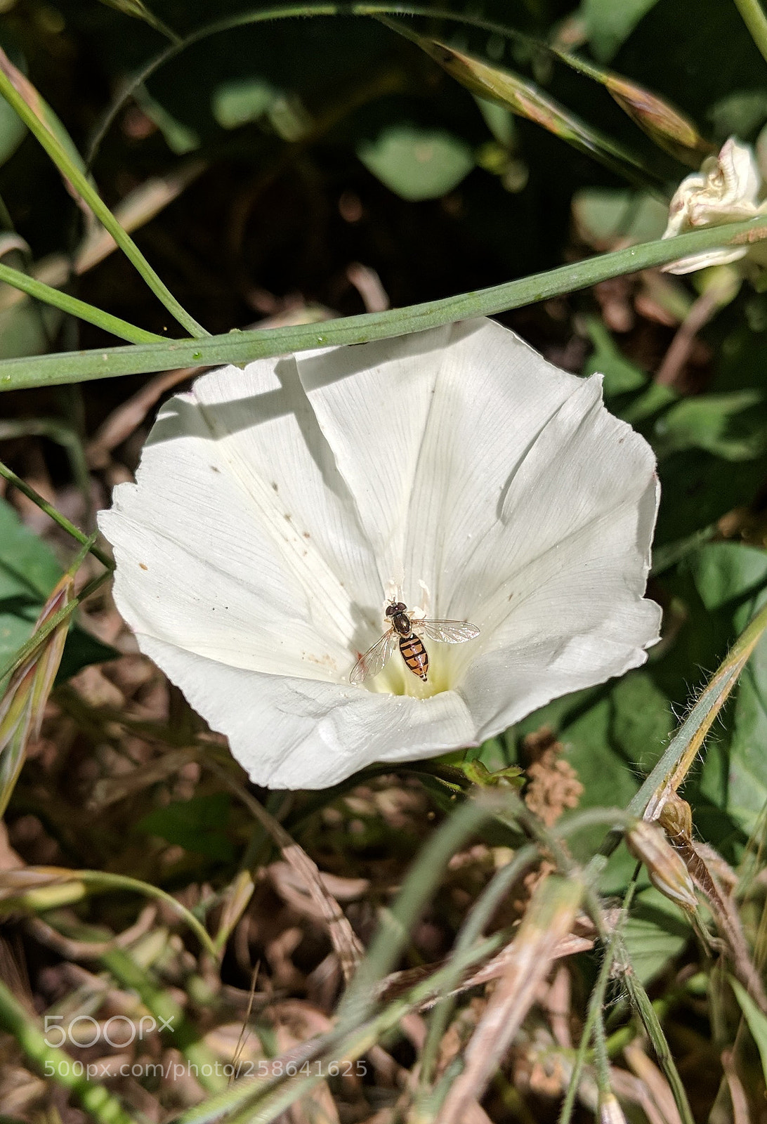 Google Pixel 2 XL sample photo. Untitled photography