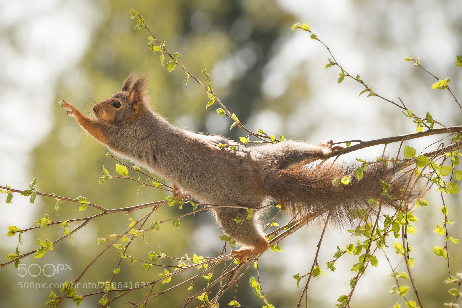 Nikon D810 sample photo. Red squirrel reaches from photography