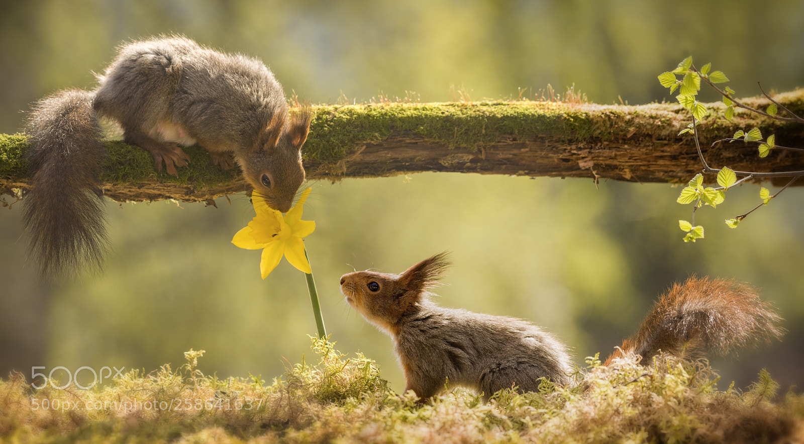 Nikon D810 sample photo. Red squirrels are looking photography