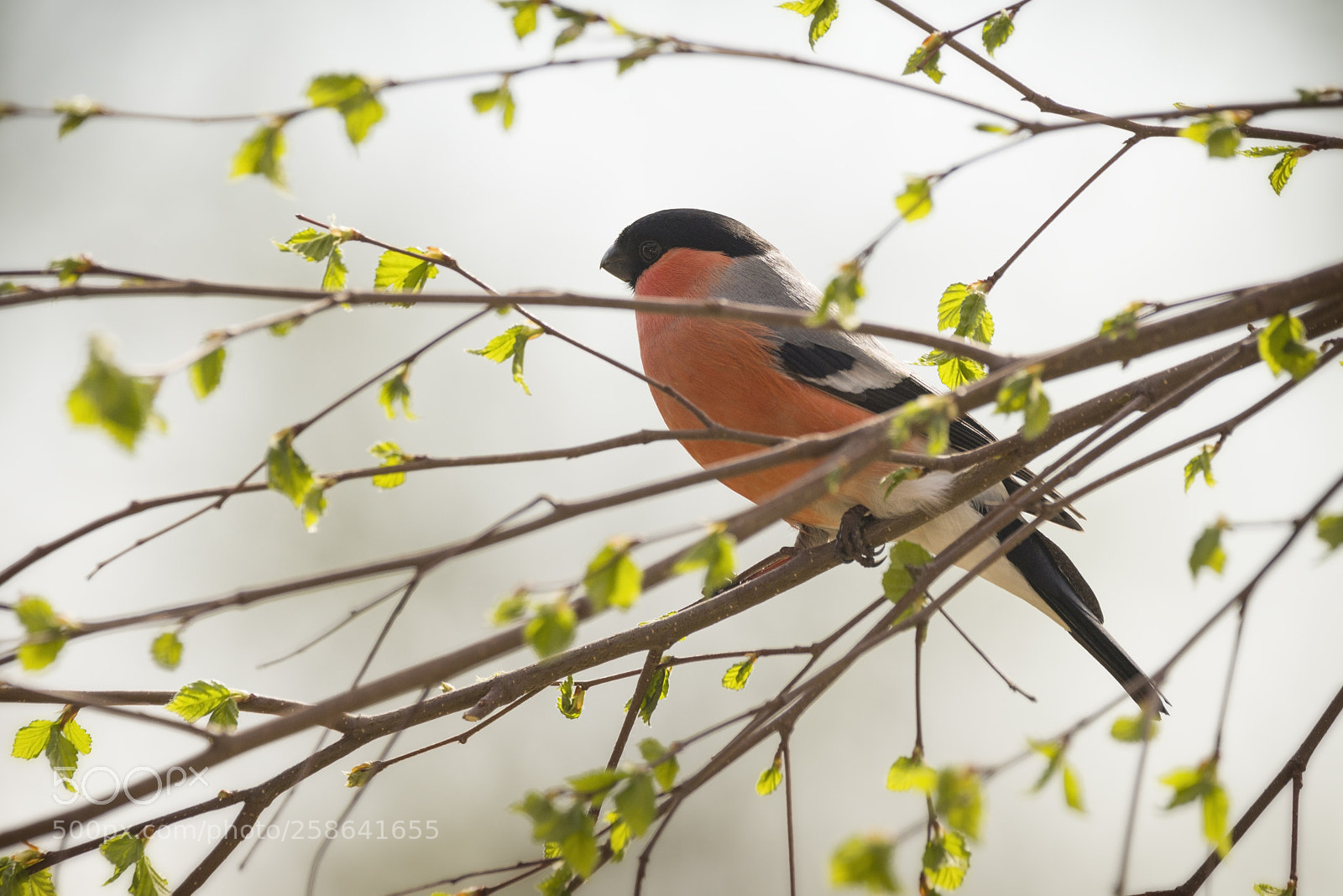 Nikon D810 sample photo. Male bullfinch standing on photography