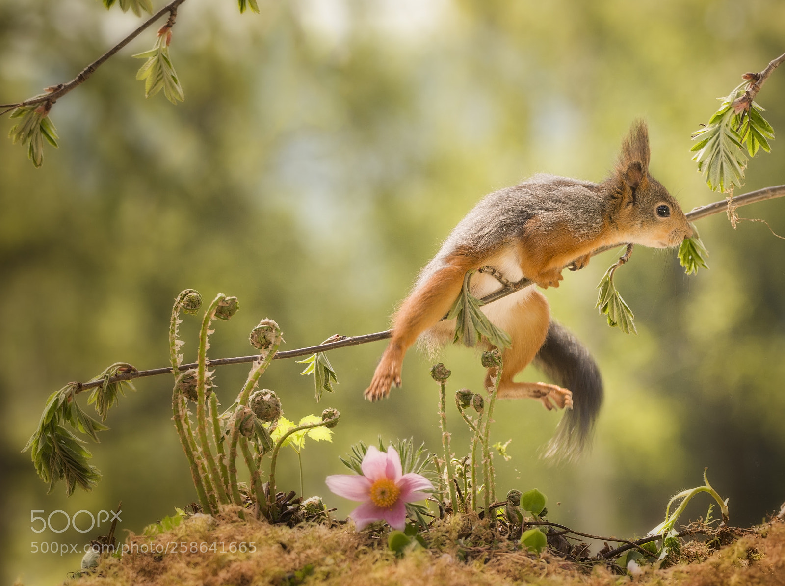 Nikon D810 sample photo. Red squirrel jumping on photography